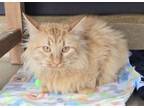 Adopt Harmony a Domestic Medium Hair, Domestic Short Hair