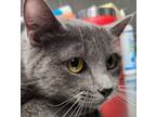 Adopt Baysl a Domestic Short Hair