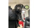 Adopt Taylor a Labrador Retriever, Mixed Breed