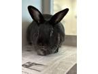 Adopt Onyx a Bunny Rabbit