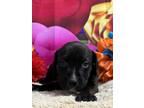 Adopt Titania a Labrador Retriever, Mixed Breed