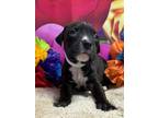 Adopt Hippolyta a Labrador Retriever, Mixed Breed