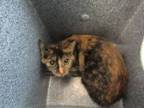 Adopt Coco a Domestic Short Hair