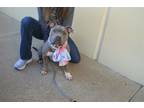 Adopt Shirley a American Staffordshire Terrier