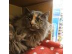 Adopt Hairyette a Domestic Long Hair