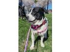 Adopt Mabel a English Pointer, Cattle Dog