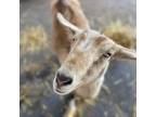 Adopt Meadow a Goat