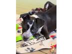 Adopt Agnes a Pit Bull Terrier