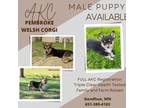 Pembroke Welsh Corgi Puppy for sale in Goodhue, MN, USA