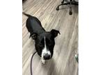 Adopt Abby a Hound, Pit Bull Terrier