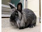 Adopt Reef a Bunny Rabbit