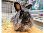 Adopt Coral a Bunny Rabbit