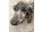 Adopt Marshmallow a Standard Poodle, Mixed Breed