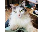 Adopt Lady Maggie Meowington a Domestic Long Hair