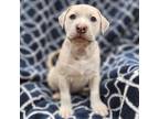 Adopt Millie - M Litter - AVAILABLE a Pit Bull Terrier