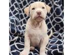 Adopt Moon Pie - M Litter - AVAILABLE a Pit Bull Terrier
