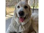 Adopt Sonja a Great Pyrenees