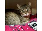 Adopt Poly a Extra-Toes Cat / Hemingway Polydactyl