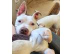 Adopt Bella a Pit Bull Terrier