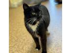 Adopt Sophie a Domestic Short Hair