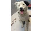 Adopt 86453 a Border Collie, Mixed Breed