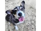 Adopt Joy- Chino Hills Location a Terrier