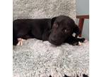 Adopt Omara a Black Labrador Retriever