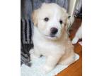 Adopt Poppy a Great Pyrenees, Cattle Dog