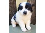 Adopt Daisy a Great Pyrenees, Cattle Dog