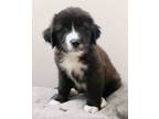 Adopt Olive a Great Pyrenees, Cattle Dog