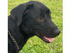 Adopt Jada a Labrador Retriever