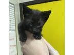 Adopt Sneezy a Domestic Short Hair