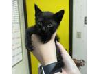 Adopt Dopey a Domestic Short Hair