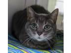 Adopt Amelia a American Shorthair, Domestic Short Hair