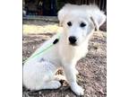 Adopt Brie a Great Pyrenees