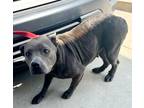Adopt Shelby a Staffordshire Bull Terrier