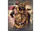 Adopt PAISLEY & PIXIE | Mother/daughter Pair a Tortoiseshell