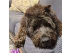 Adopt Eclair a Bouvier des Flandres, Mixed Breed