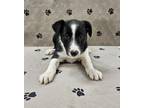 Adopt Omega a Shetland Sheepdog / Sheltie, Border Collie
