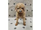 Adopt Olympia a Poodle