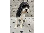 Adopt Ona a Cavalier King Charles Spaniel, Poodle