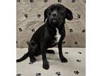 Adopt Onyx a Pug, Boston Terrier