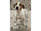 Adopt Ophelia a Parson Russell Terrier