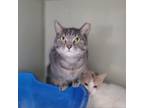 Adopt Marabelle a Domestic Short Hair