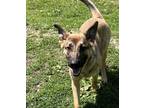 Adopt Pomeranian a German Shepherd Dog