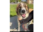 Adopt Cici a Australian Shepherd