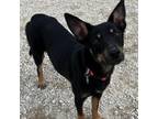 Adopt Tiana a Australian Kelpie