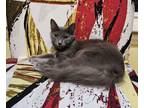 Adopt Fahrenheit a Domestic Medium Hair