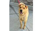 Adopt Perrish a Labrador Retriever, Shar-Pei