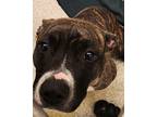 Adopt Joy a Pit Bull Terrier, Mixed Breed